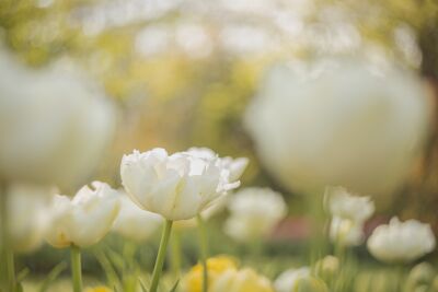 Witte tulpen in het tegenlicht