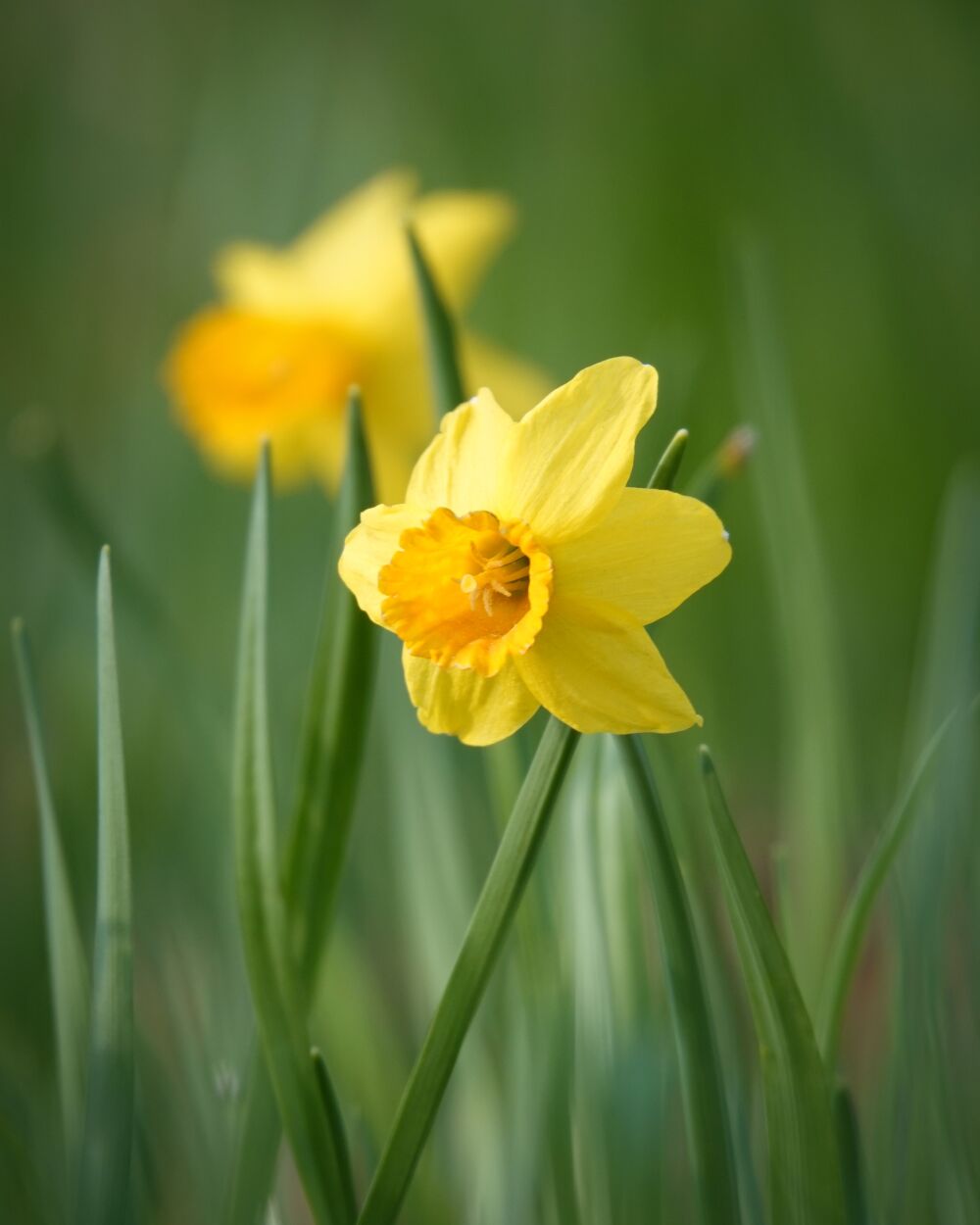 Daffodil