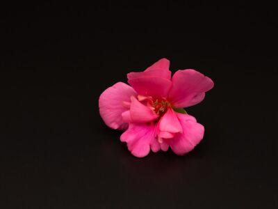 Roze bloem met zwarte achtergrond