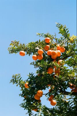 Appelsienenboom