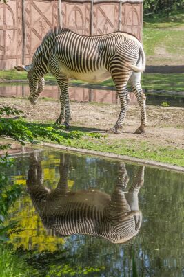 Spiegeling van een zebra in het water
