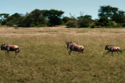 Rennende gnoes tijdens de grote migratie – Serengeti, Tanzania