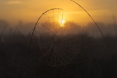 Spinnenweb bij zonsopkomst