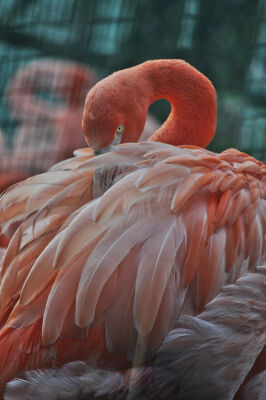 Flamingo ordent veren