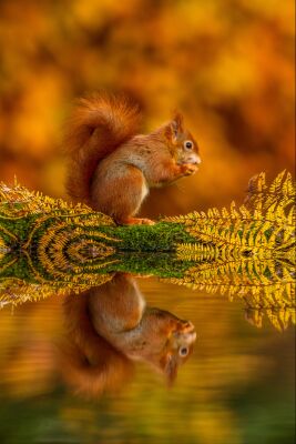 Eekhoorn spiegeling bij water in de herfst