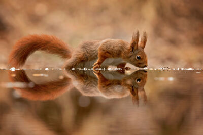 Mirror Mirror eekhoorntje