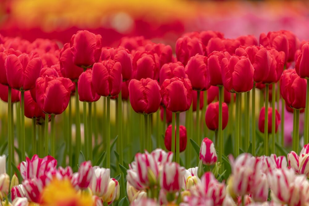 Kleurrijke tulpen in de lente