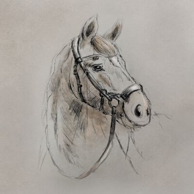 Paarden hoofd - tekening en digitaal art