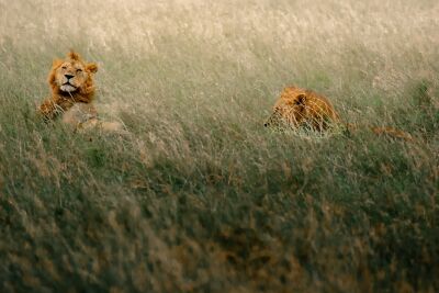 Spelende mannetjesleeuwen in het gras – Serengeti, Tanzania