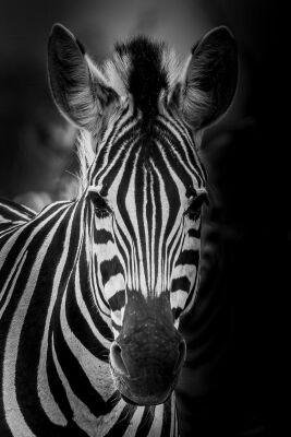 De elegantie van de zebra