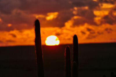 Zonsondergang met cactussen