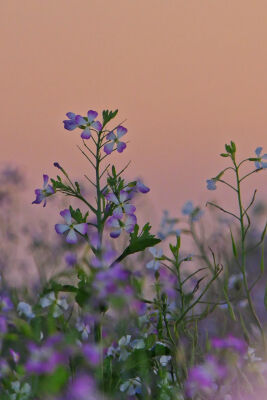 Bloemen van de Wilde Radijs tijdens zonsondergang