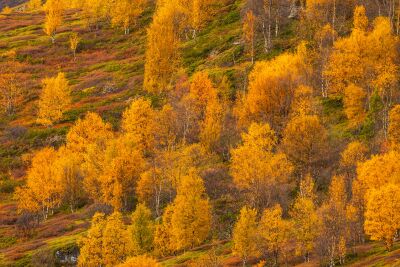 Herfstkleuren op de bergkam in Noorwegen