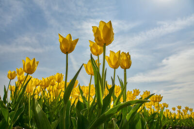Gele tulpen vanuit kikkerperspectief tegen blauwe lucht