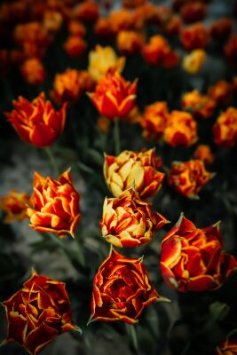 Fireball Tulips