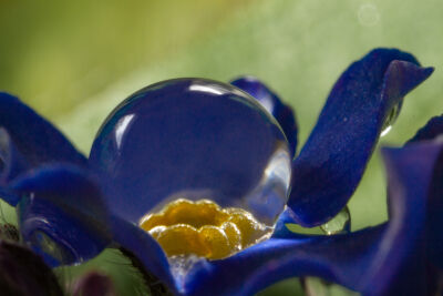 Blauw bloemetje met waterdruppel