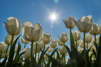 Witte tulpen in tegenlicht