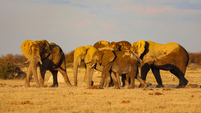 olifanten familie in avondzon