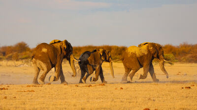 olifanten familie in Botswana