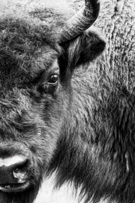 Wisent - Europese buffel