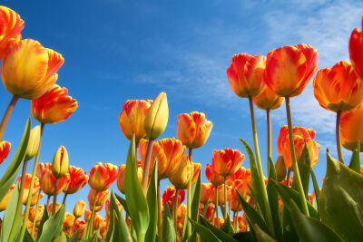 Tulpen tegen blauwe lucht