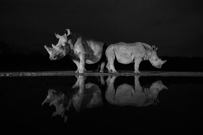 Rhinos in the night (zwart/wit neushoorns in de nacht)