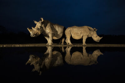 Neushoorns in de nacht (Rhinos at night)