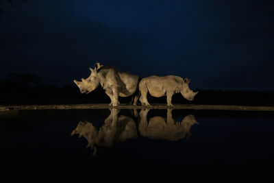 Rhinos in the night