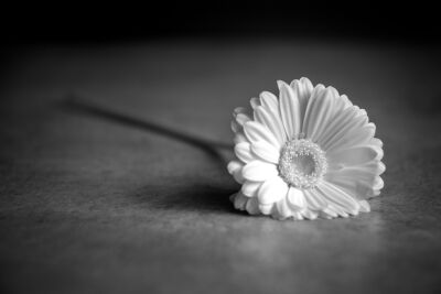 bloem in zwart wit