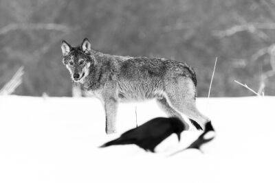 Wolf art (serie: wilde wolven in de sneeuw)