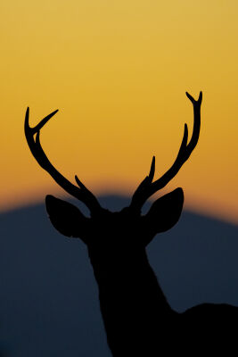 Sunrise deer