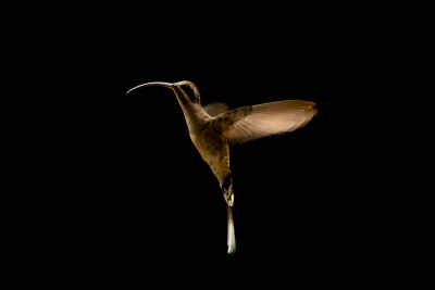 Kolibrie - Hummingbird