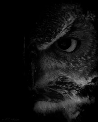 Owly B/W