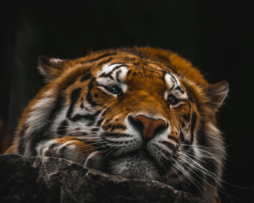 Relaxing Tiger