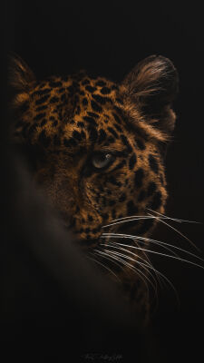 Moody Leopard