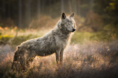 Wolfhond in het eerste daglicht