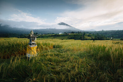 Rijstvelden op Bali met uitzicht op de berg