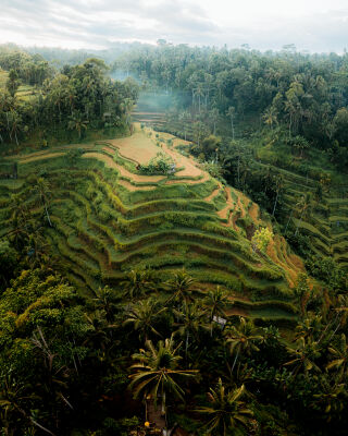 Drone foto van de rijstvelden op Bali tijdens zonsopkomst