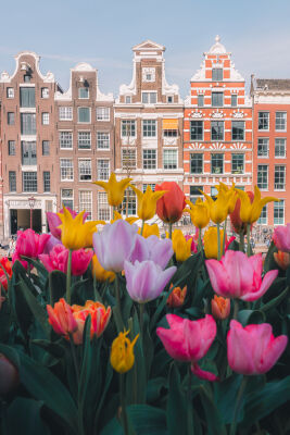 Bloeiende tulpen en grachtenpanden in Amsterdam
