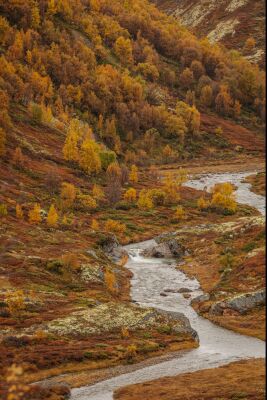 Stromend riviertje in de bergen tijdens de herfst