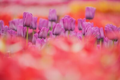 Een paarse zee van Tulpen