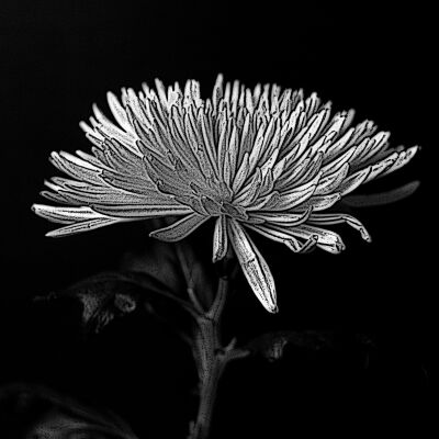Chrysant in zwart wit.