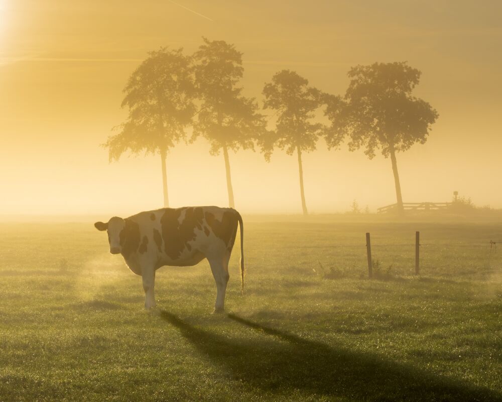 Hollands boerenlandschap tijdens zonsopgang