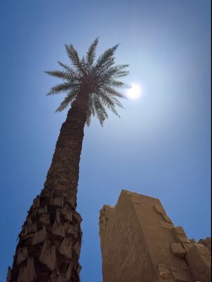 Palmboom en tempel in Egypte