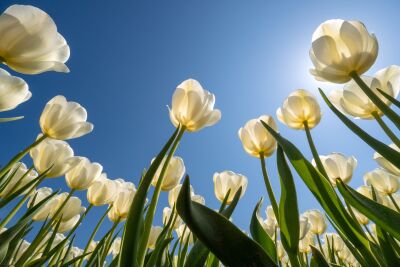 Bloemen - Witte tulpen