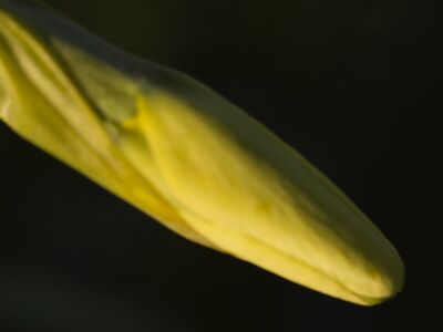 Verborgen narcis(t)