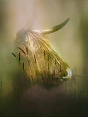 Scottish Highlander in Green