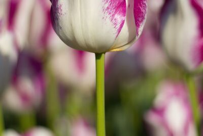 Tulp