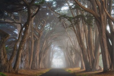 Verenigde Staten - Californië - Cypress Tree Tunnel