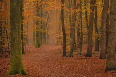 Een fraai herfst doorkijkje in het Speulderbos